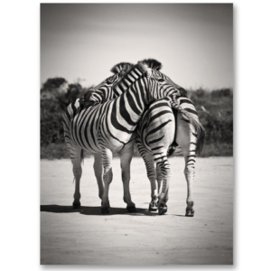 Love by Zebras Poster